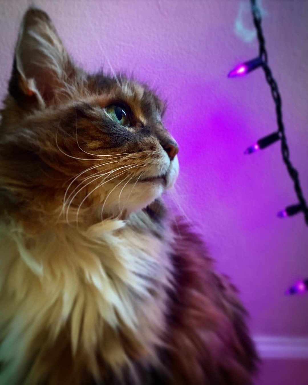 February Cool Cat of the Month: Meet Jamie!