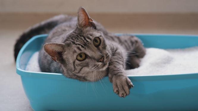 How to Choose the Best Cat Litter Brands