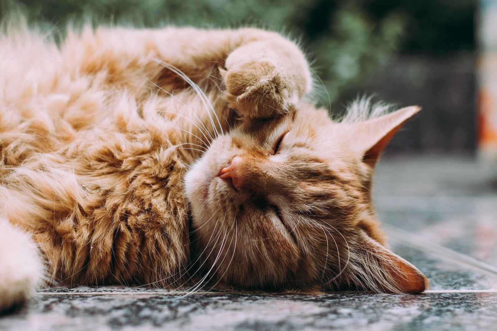 Do I Have an Overweight Cat?