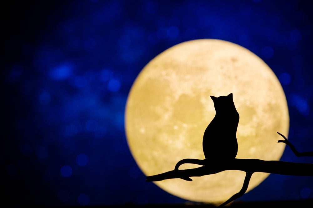 Are House Cats Nocturnal?