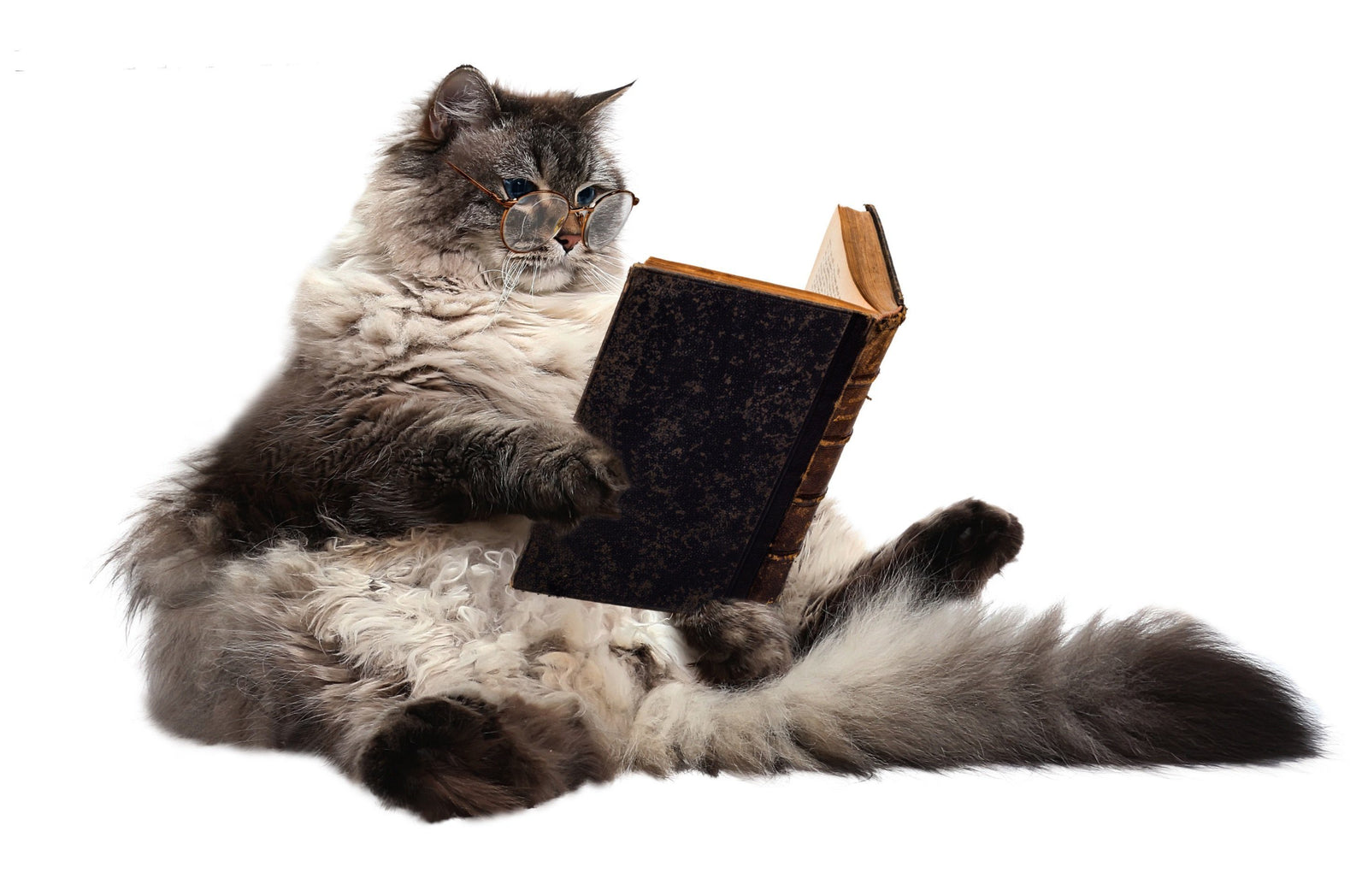 Cat Intelligence: Our Problem-Solving Felines