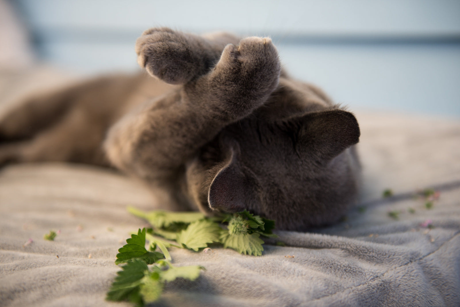 cat with catnip
