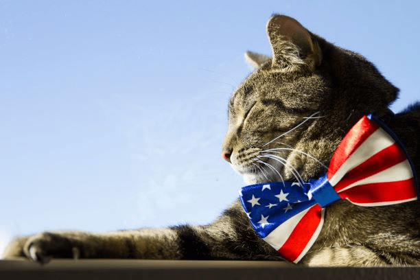 cat with american flag bow tie