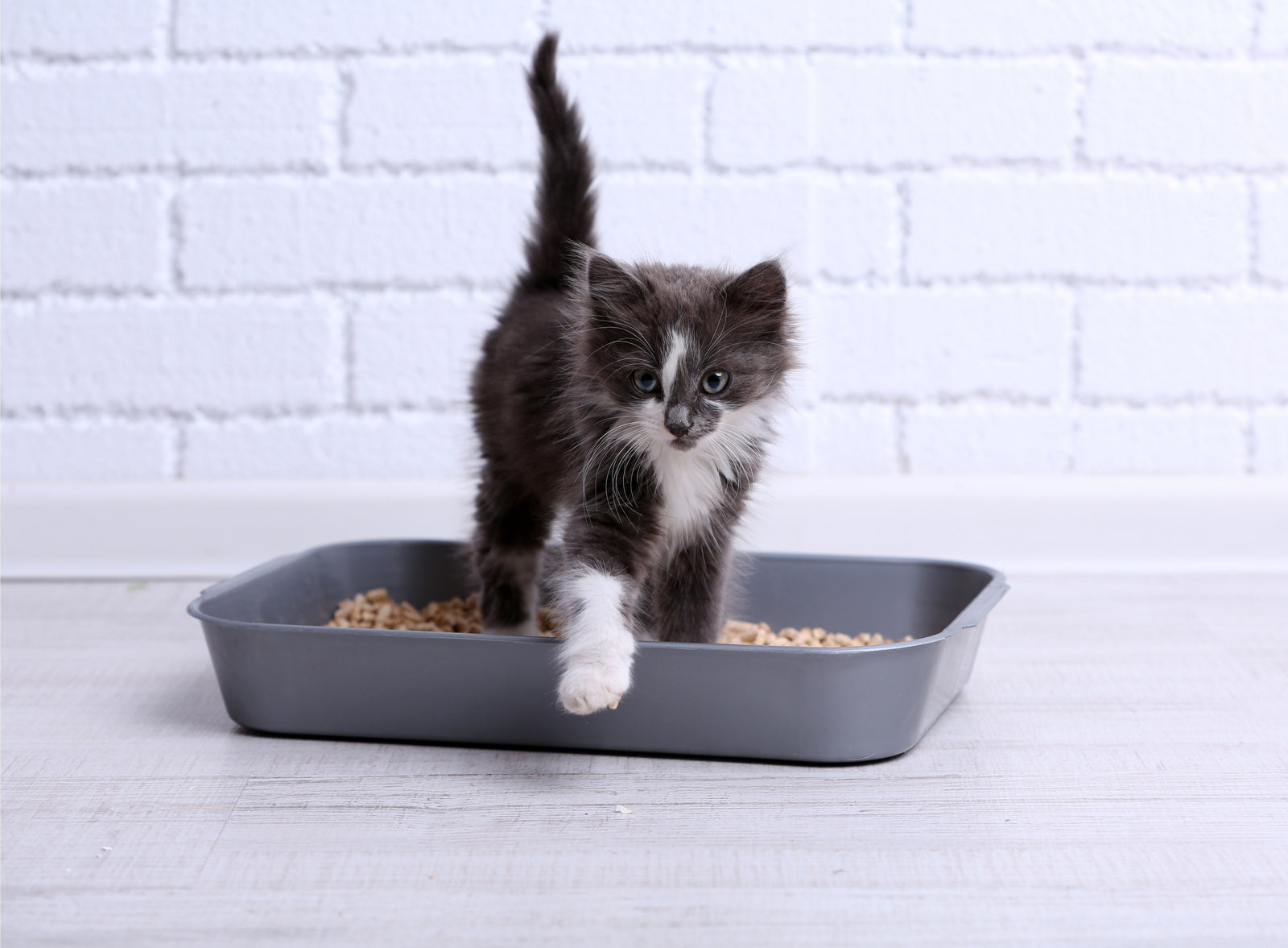 The Great Cover-Up: Why Cats Hide Their Poop