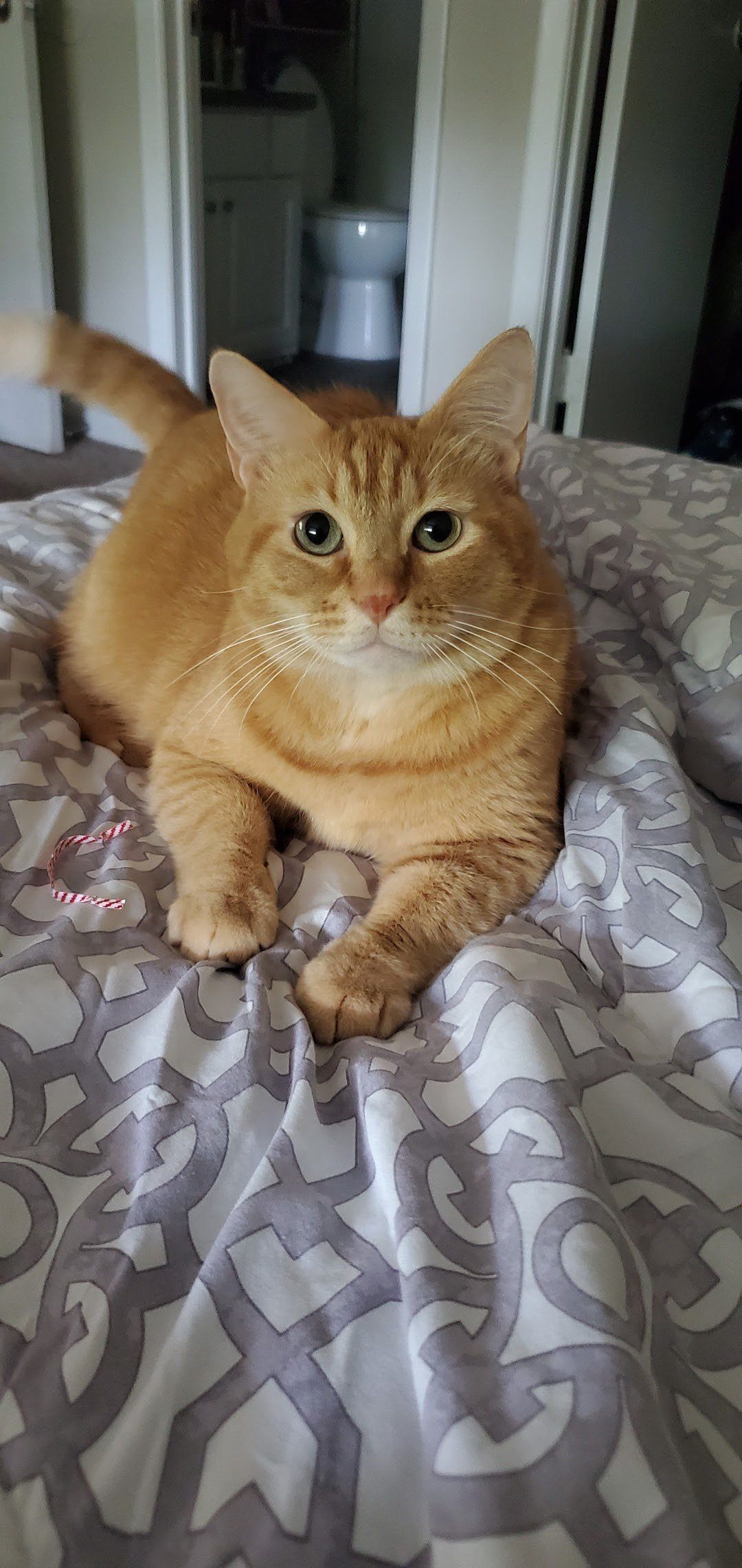 January Cool Cat of the Month: Meet Kittles!