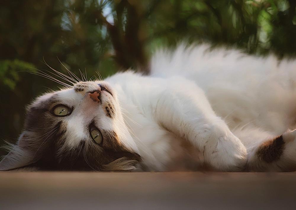 Why Do Cats Like Rolling in Litter Boxes?