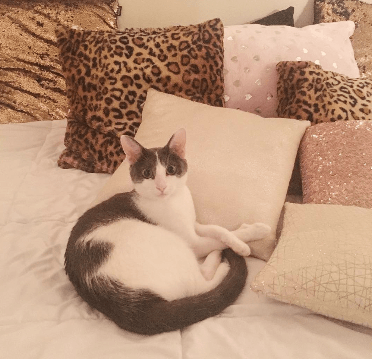 May Cool Cat: Sabrina Spellman