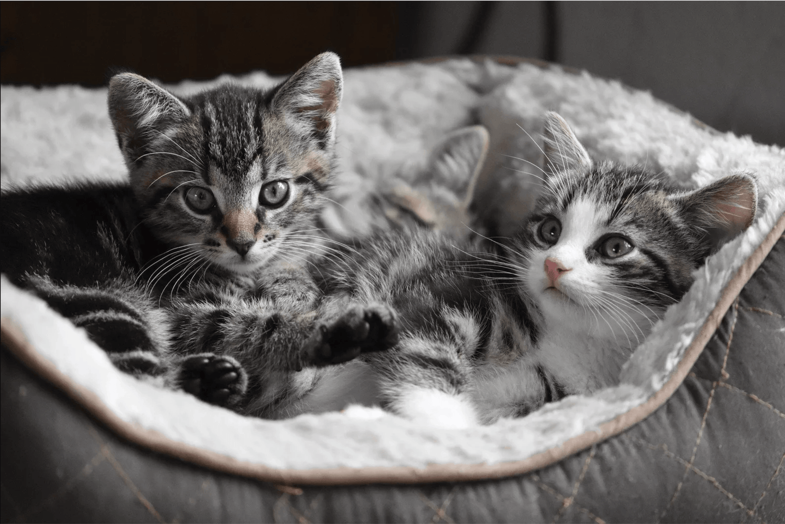 kittens in a cat bed
