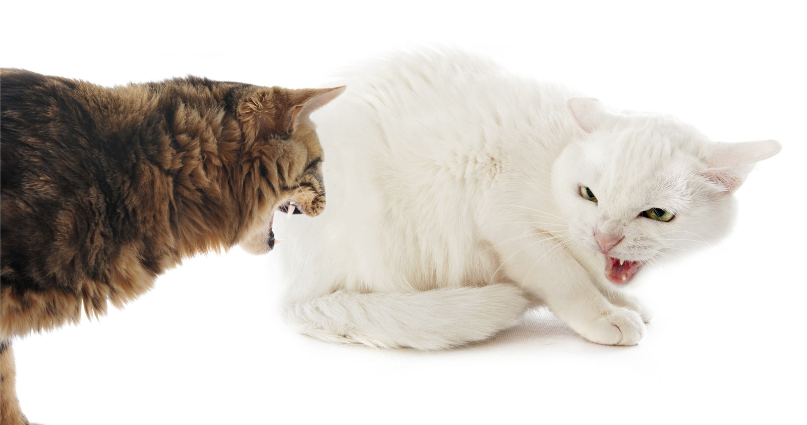 How Territorial Is Your Cat?