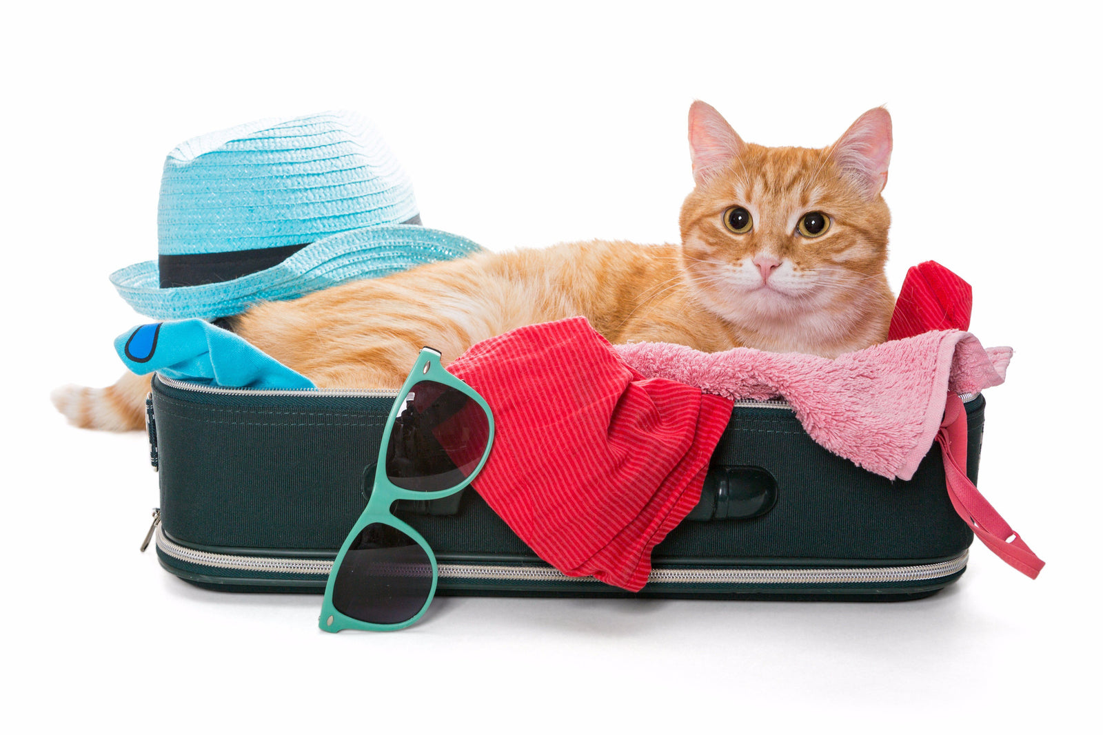 How to Travel with Cats This Holiday Season