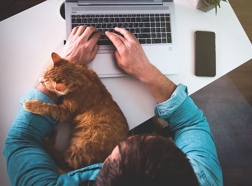 Why Do Cats Sleep on You?
