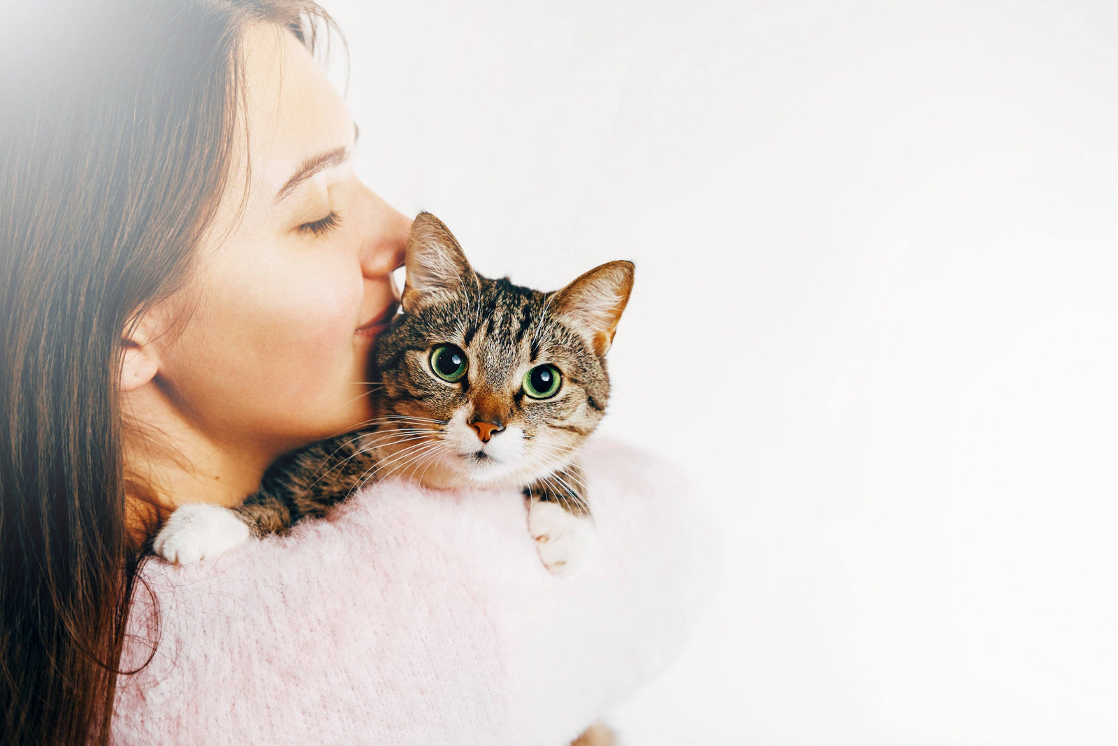 Cat Hypertrophic Cardiomyopathy