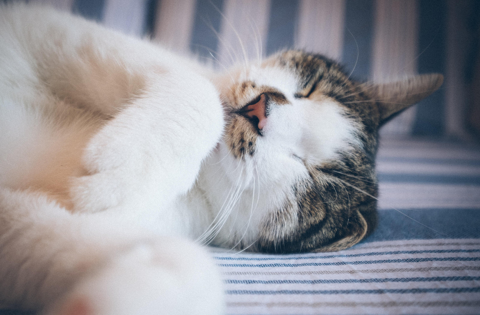Body Talk: What Your Cat's Body Language Is Telling You