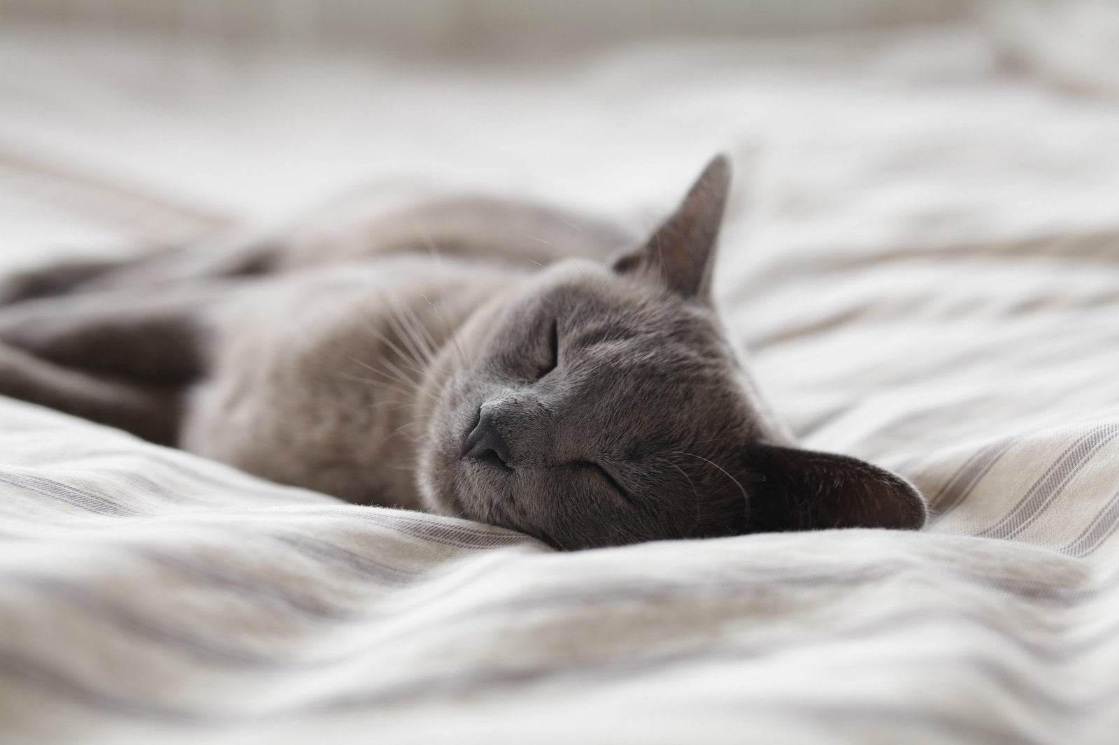 gray cat