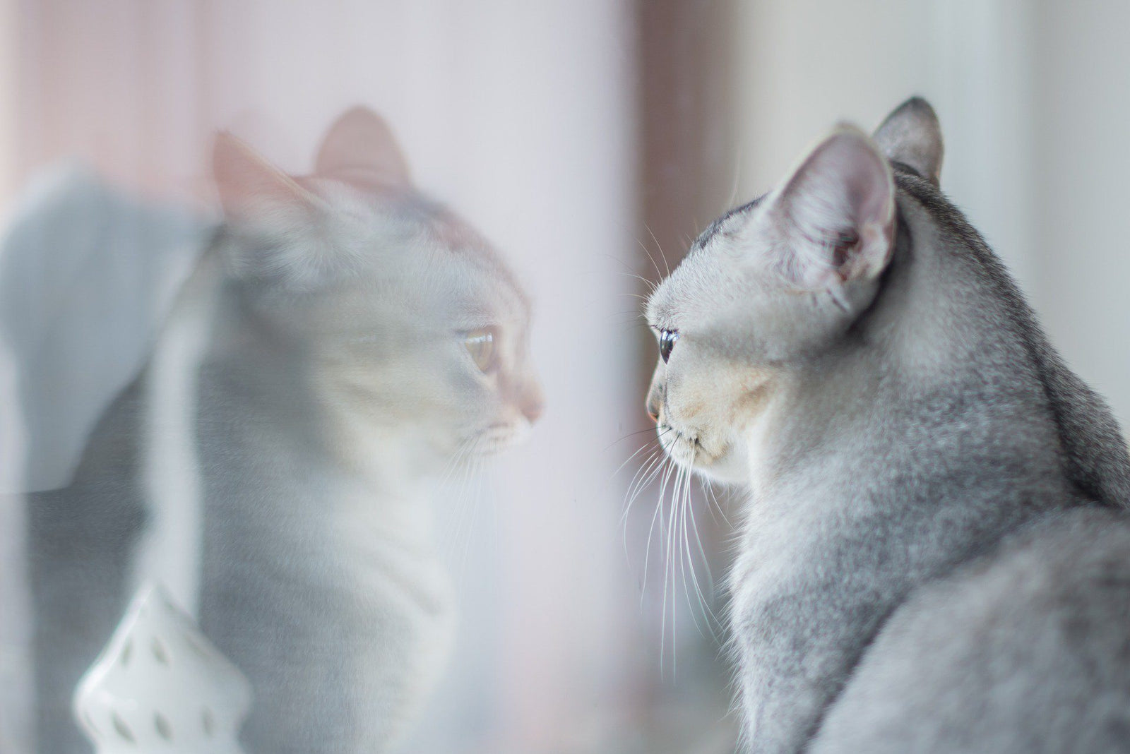 School's Out! Avoid Lonely Cat Syndrome This Summer