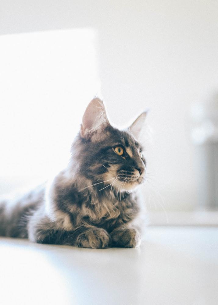 How to Bathe a Cat: Tips From Our Experts