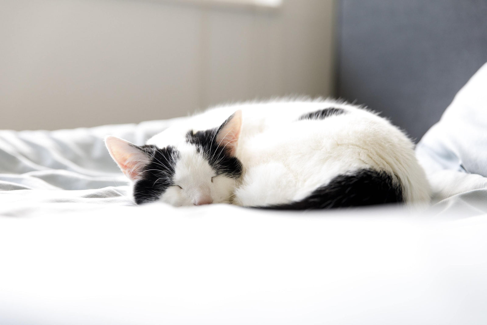cat napping