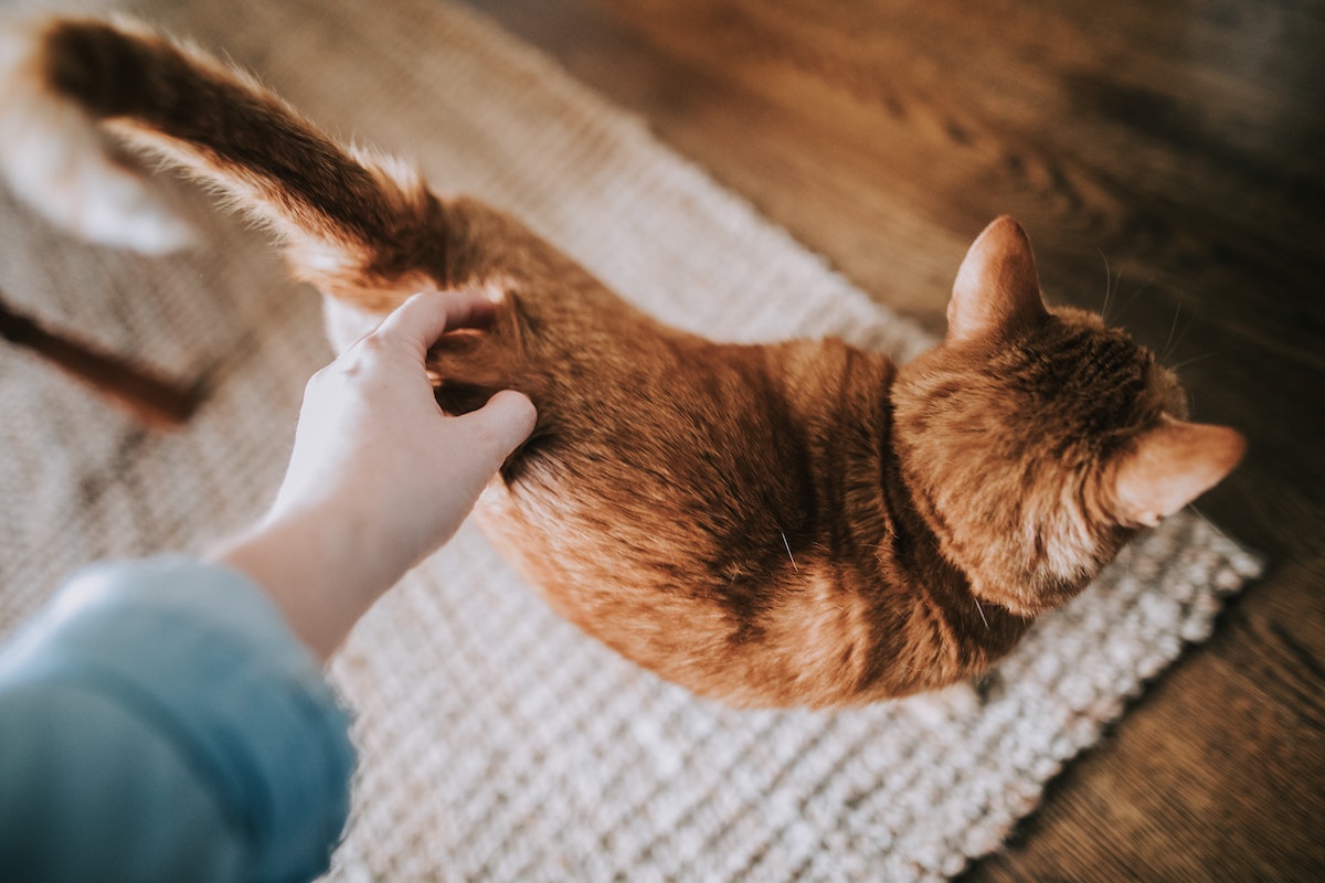 Why Do Cats Put Their Butt in Your Face?