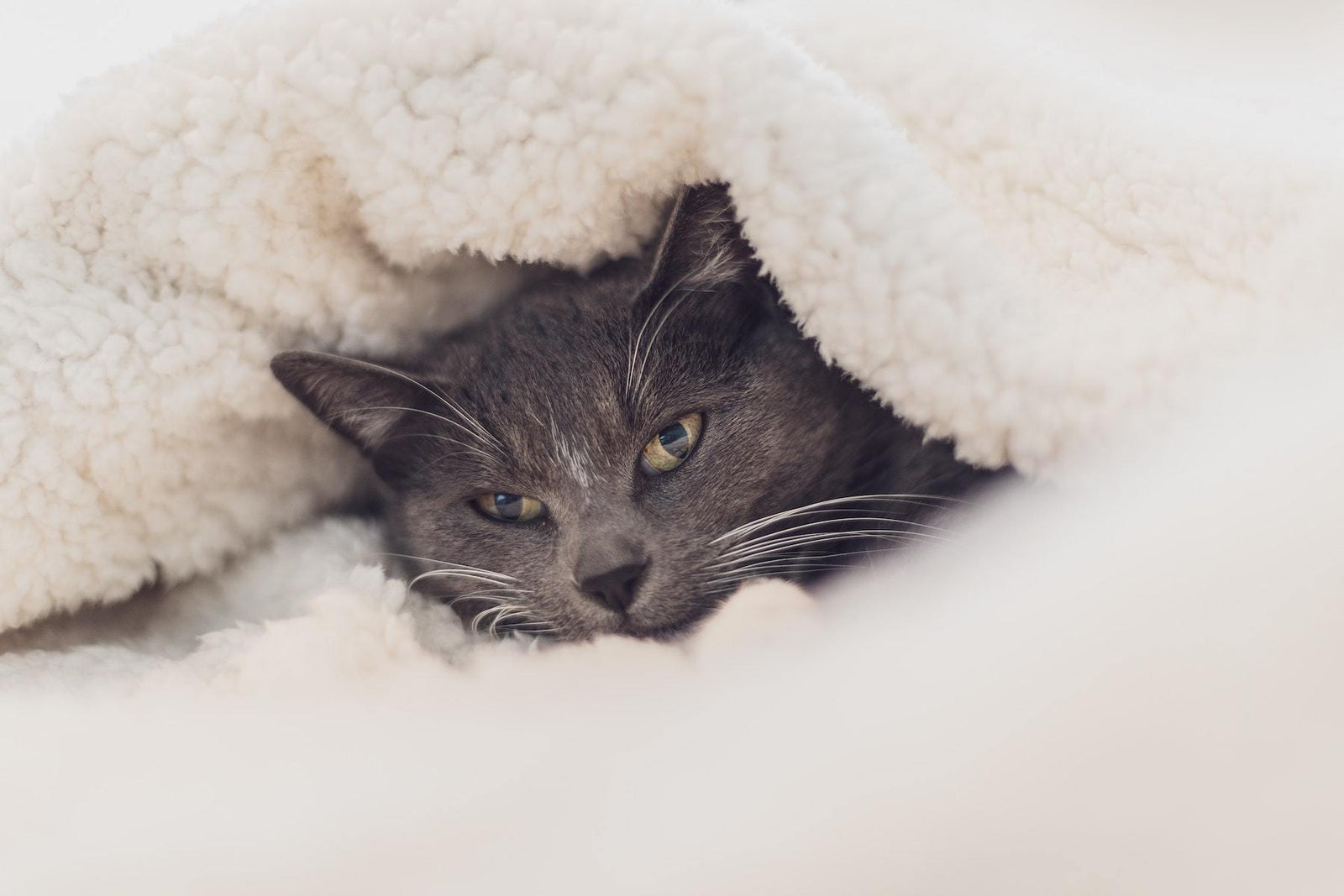 Why Is My Cat Hiding?