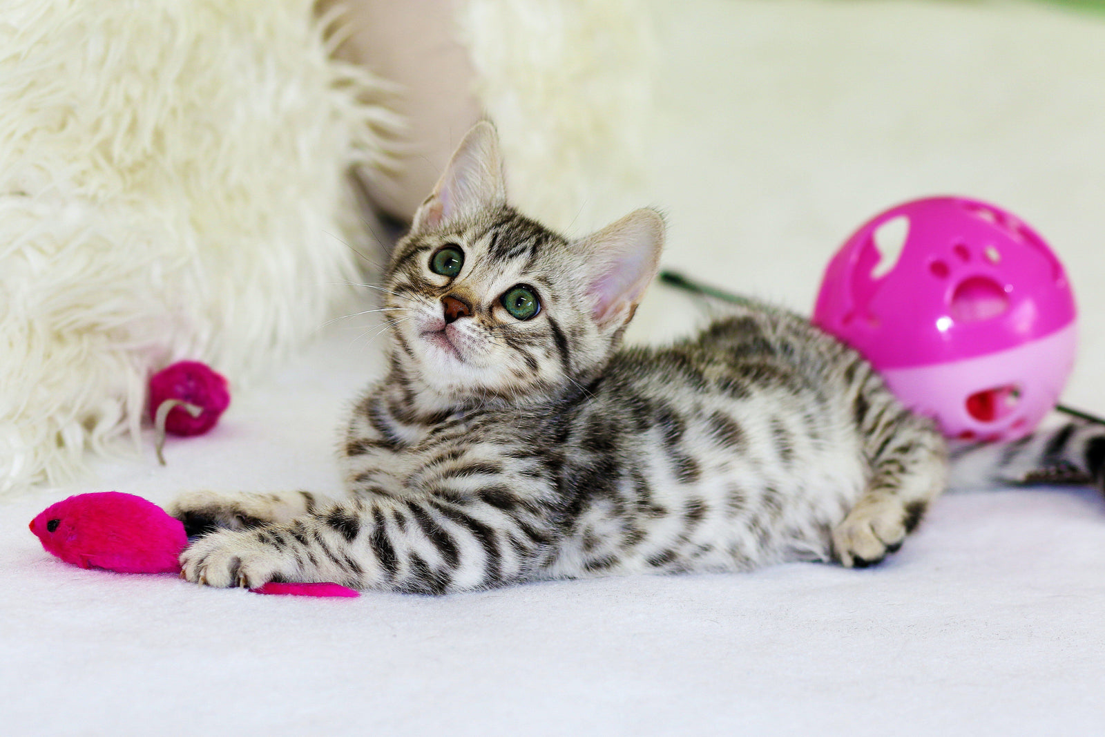 Guide on How to Calm A Hyper Kitten Down
