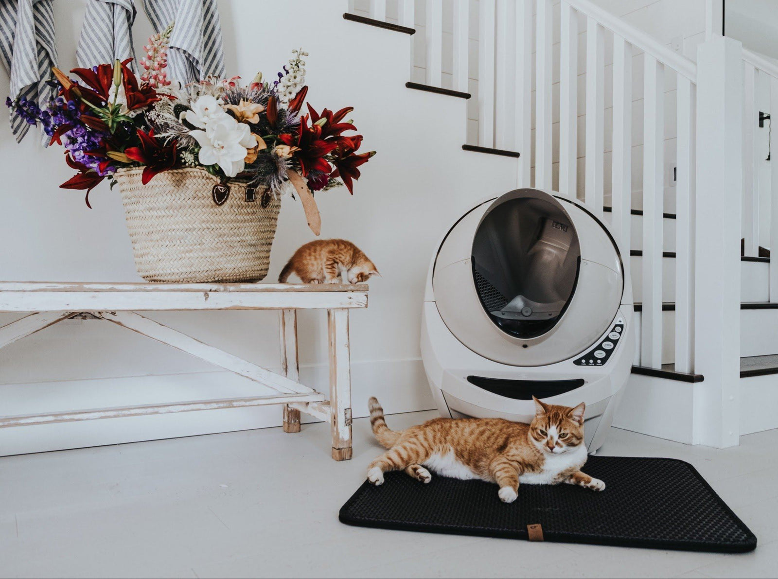 cat with litter robot