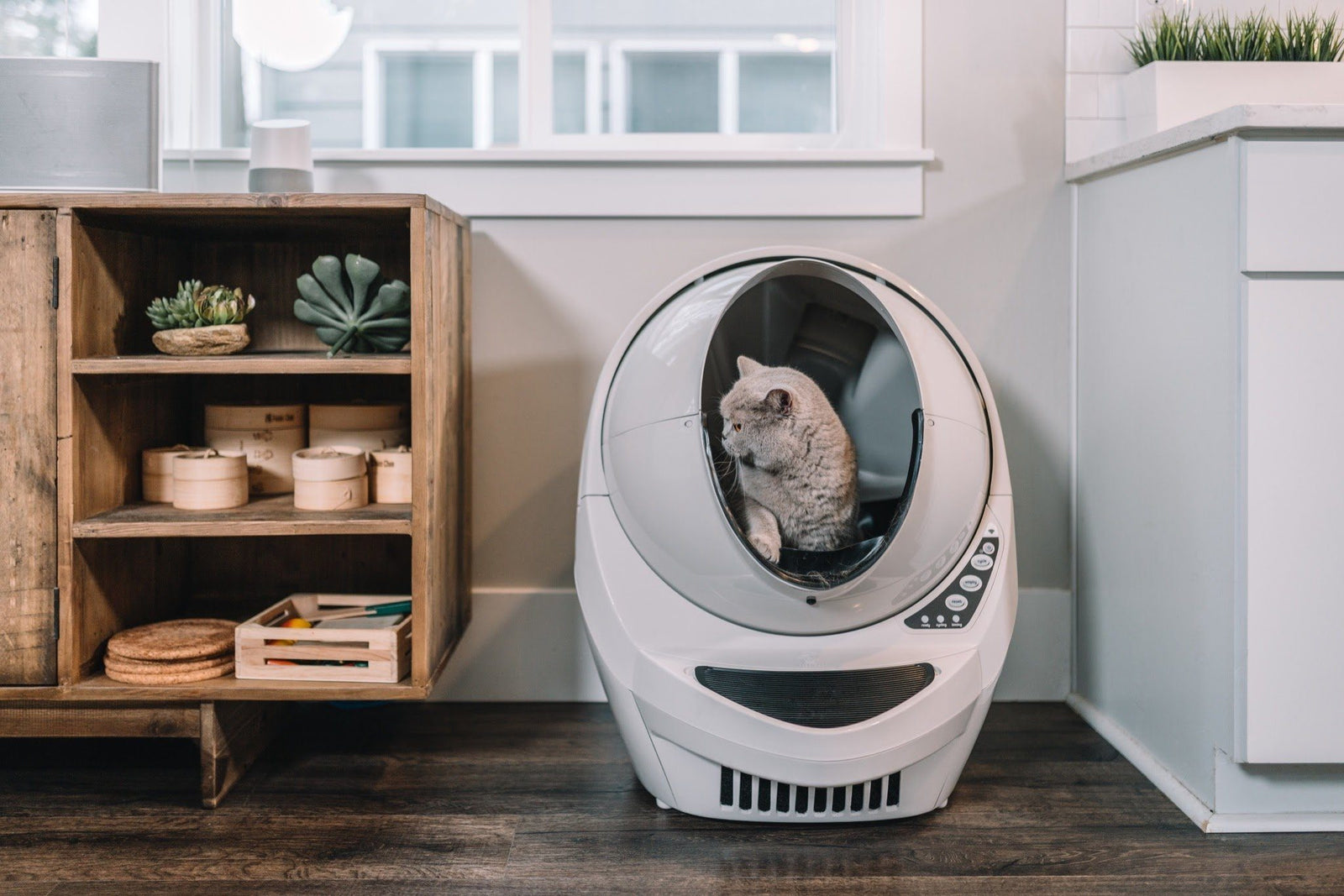 How to Control Litter Box Odor