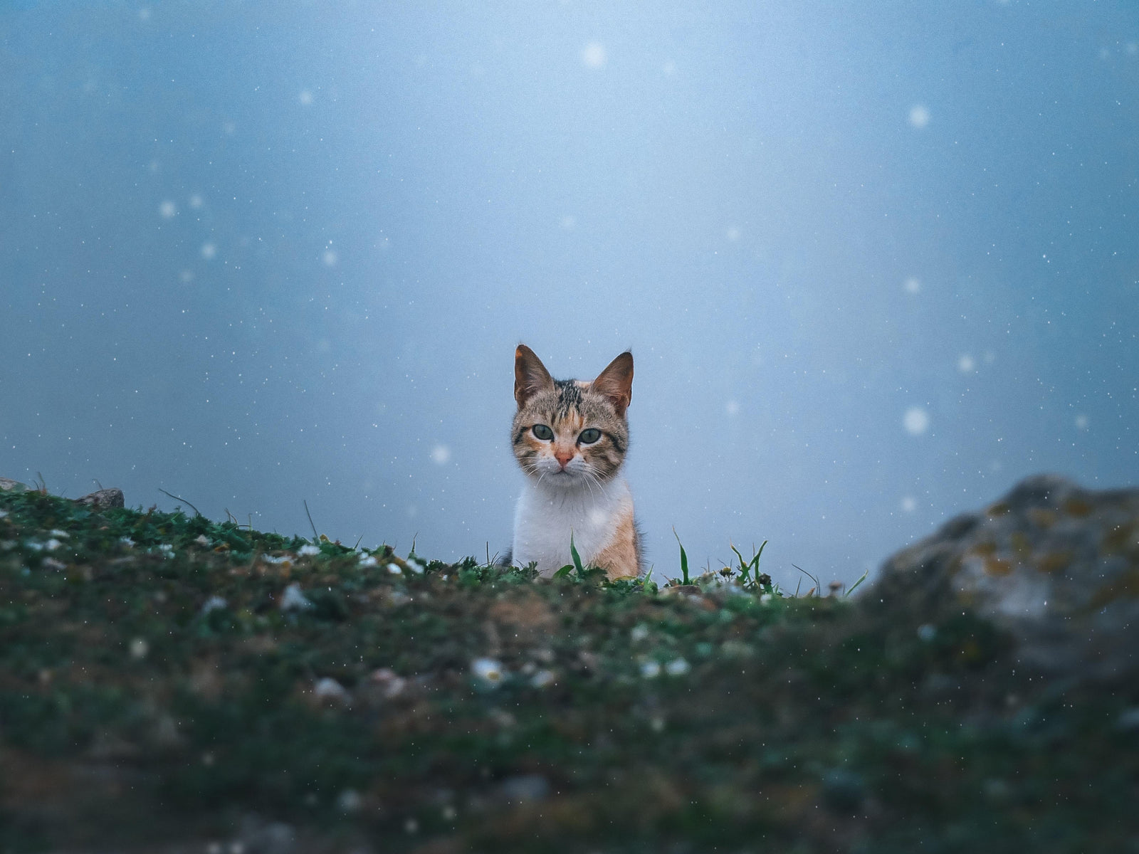 What Is the Average Cat Lifespan?