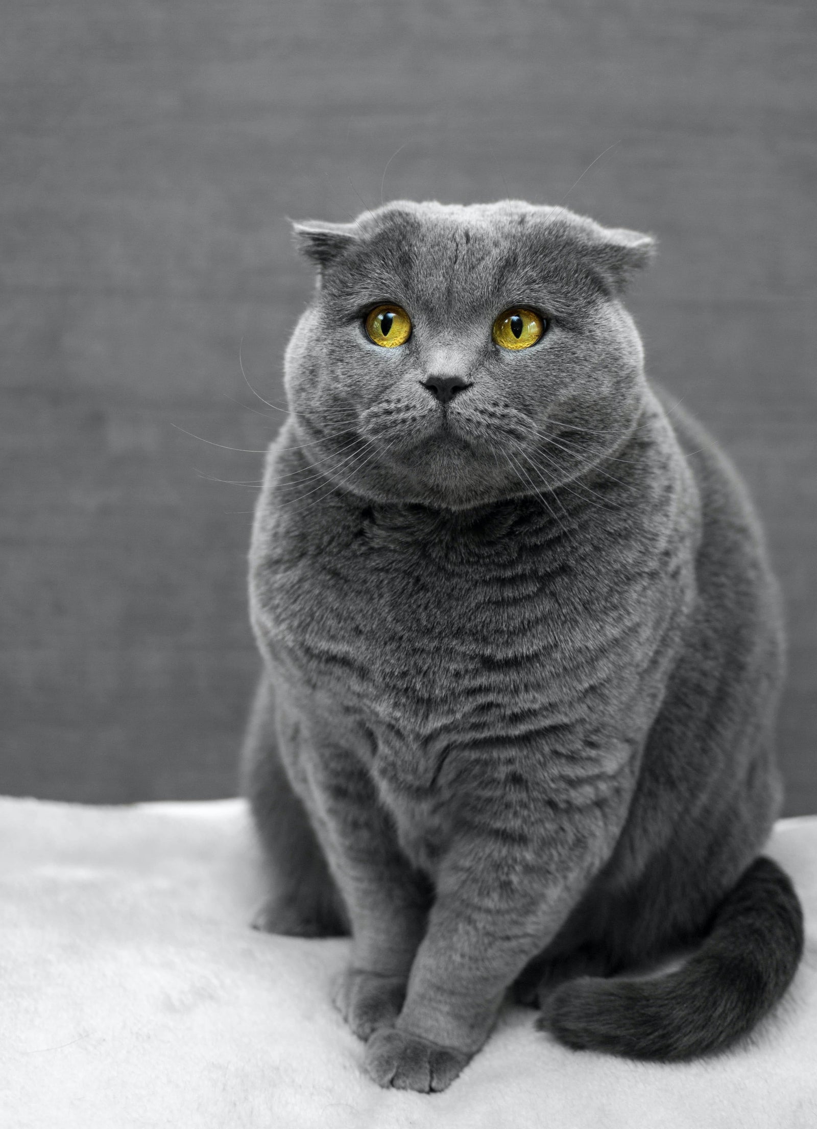 Top 10 Causes of Allergies in Cats