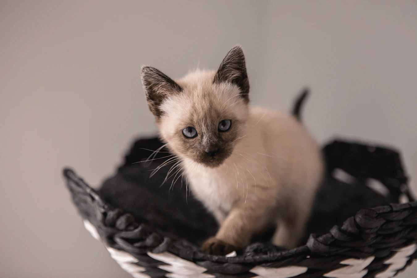 What Are the Most Hypoallergenic Cat Breeds?