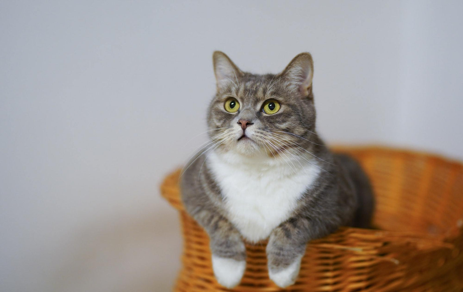 ARM and Hammer vs. Pretty Litter: Which One is Better?