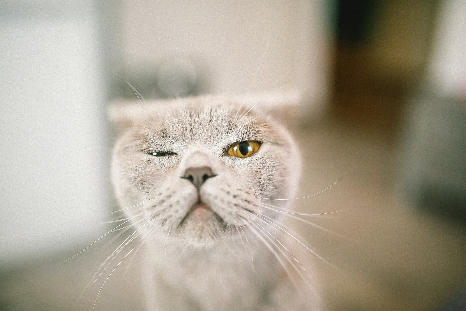 grey cat