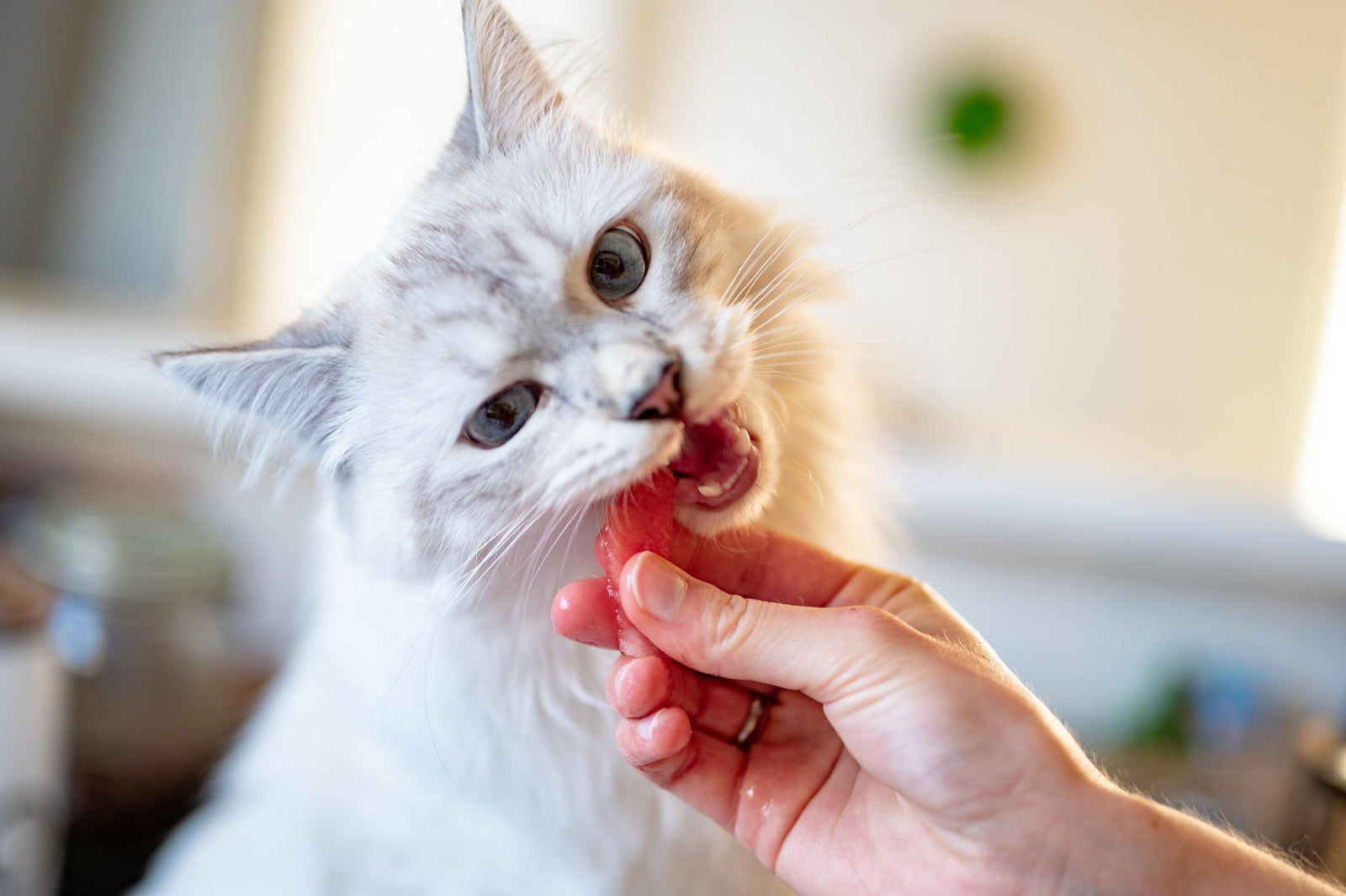 How to Make Homemade Cat Treats