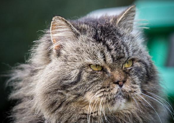 senior cat