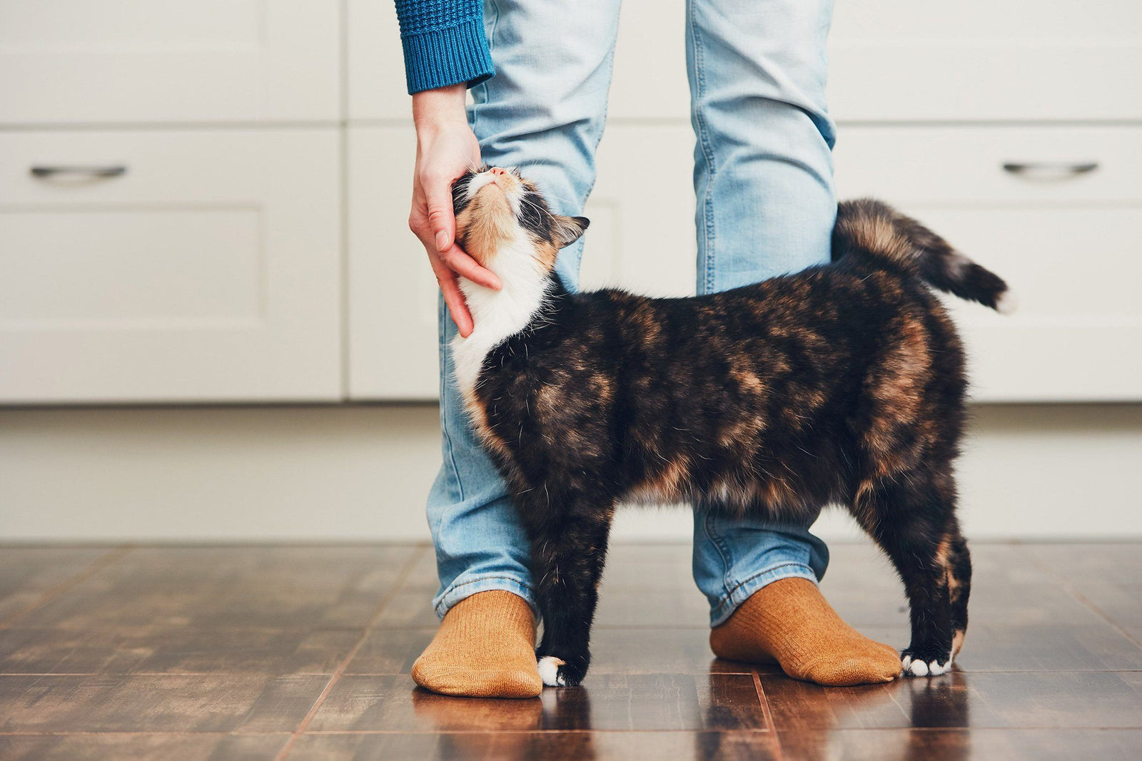 Cat Rehoming Organizations Are Giving Cats a New Chance at Life