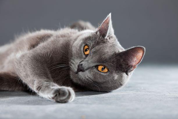gray cat
