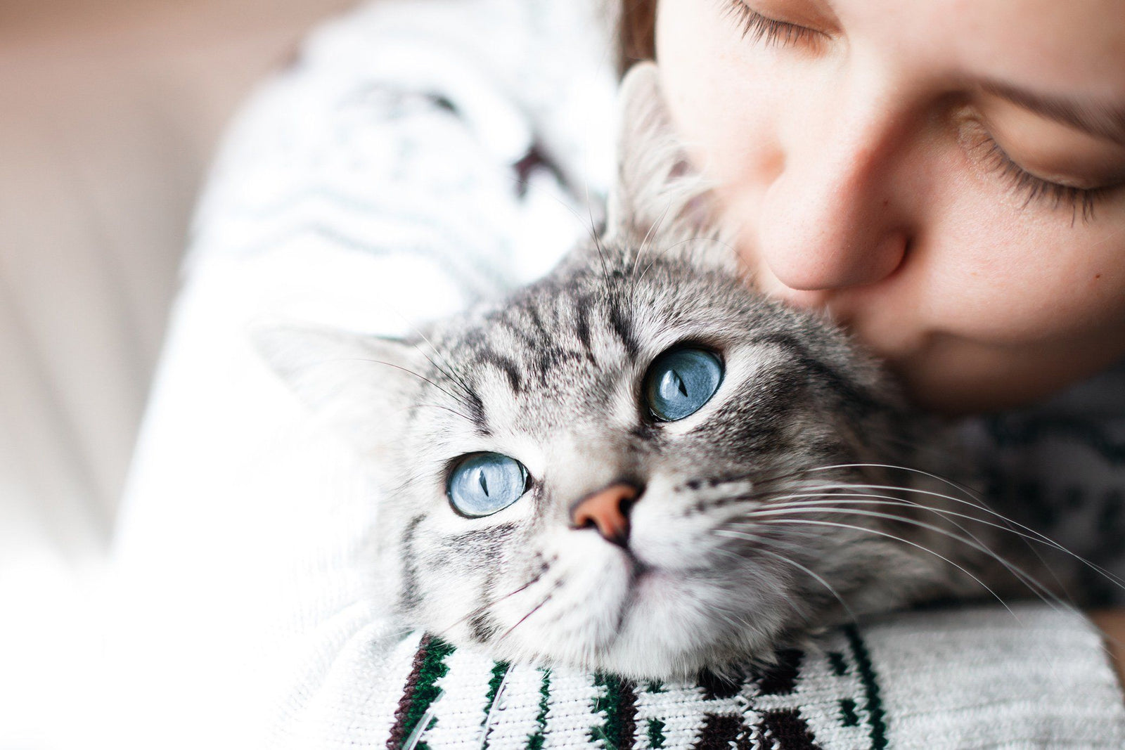 How to Be a Better Cat Parent in 2018