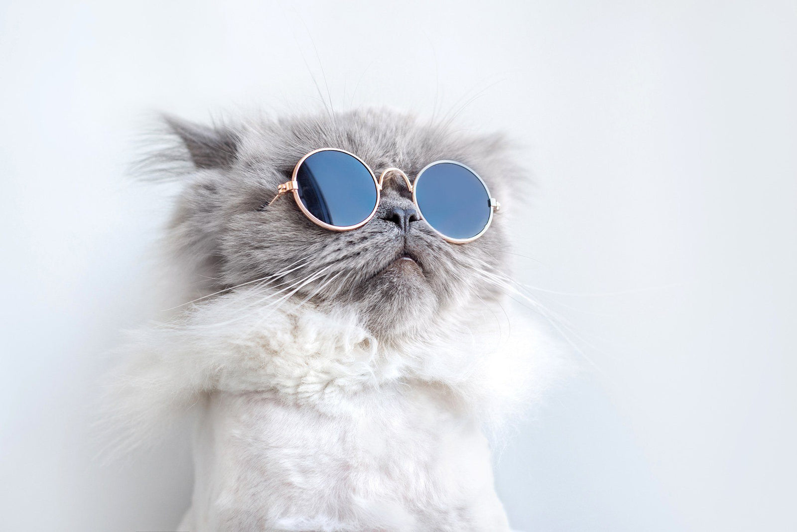 Cat Songs