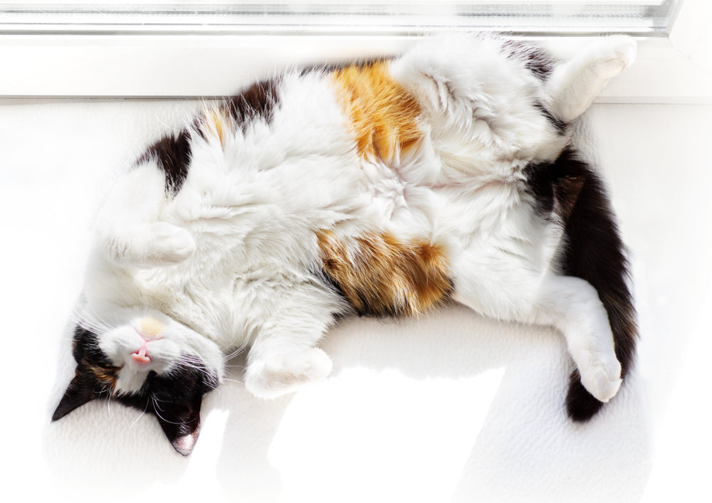 Cat's Body Language