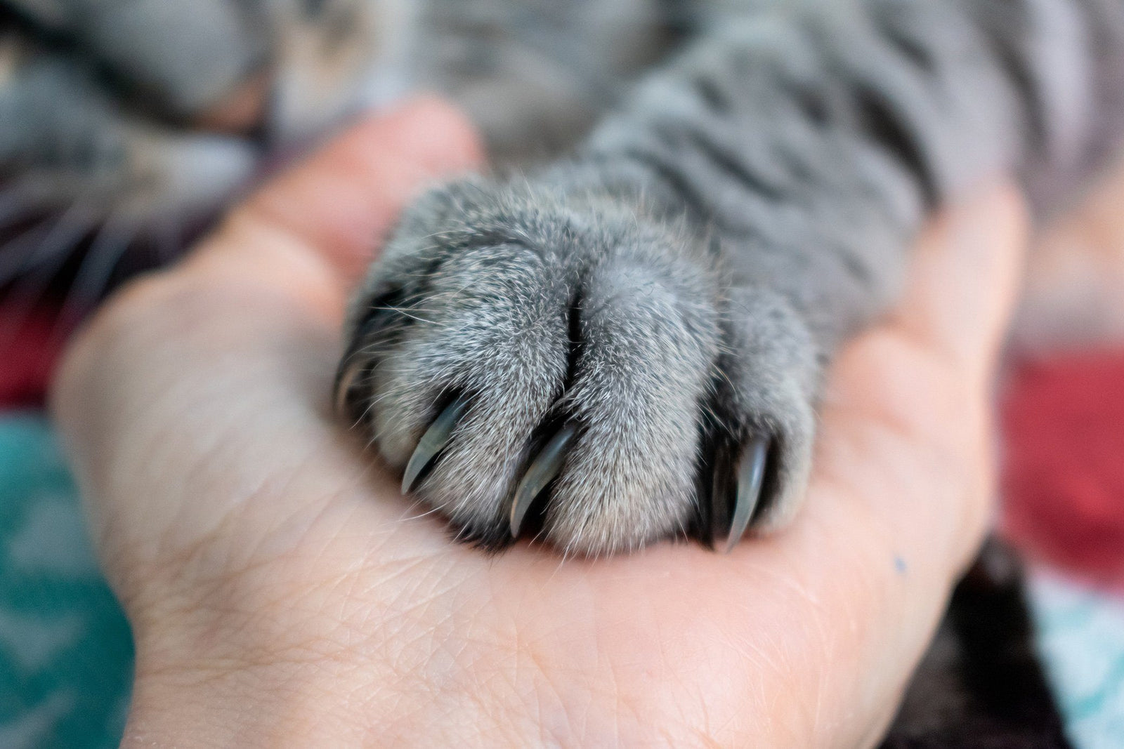 cat paw with claws