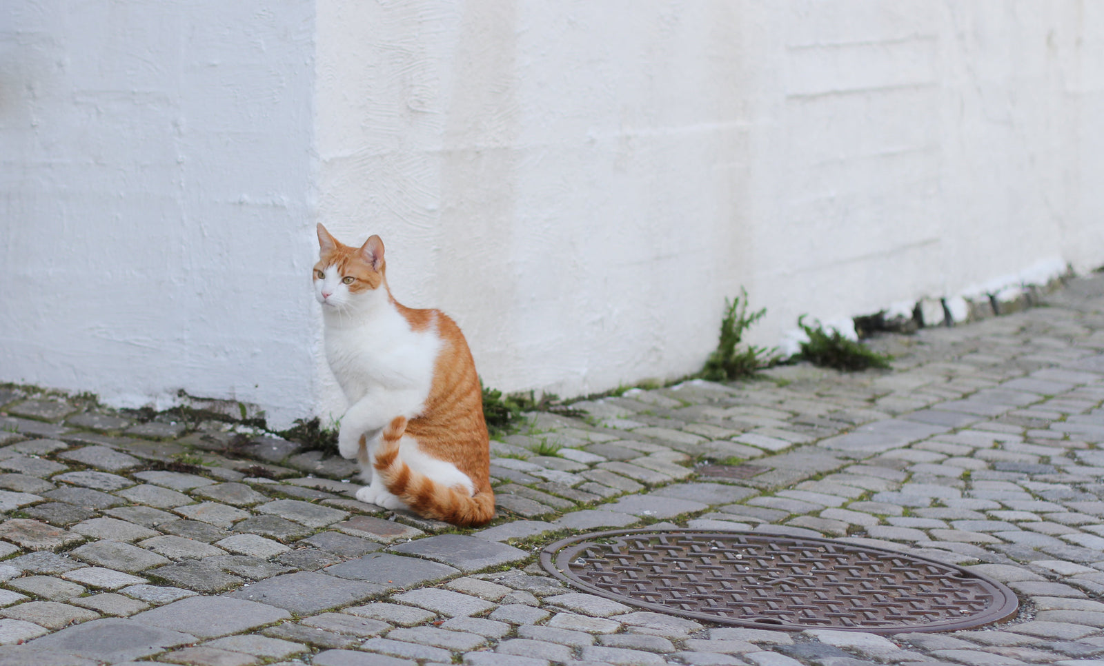 Why is My Cat Limping?