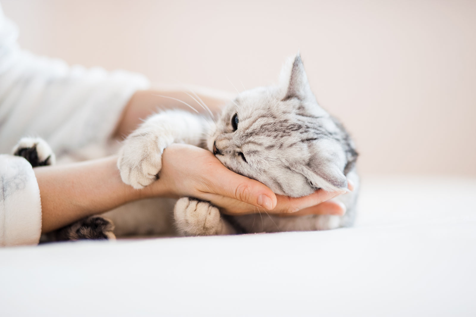 Cat Lumps & Bumps Explained