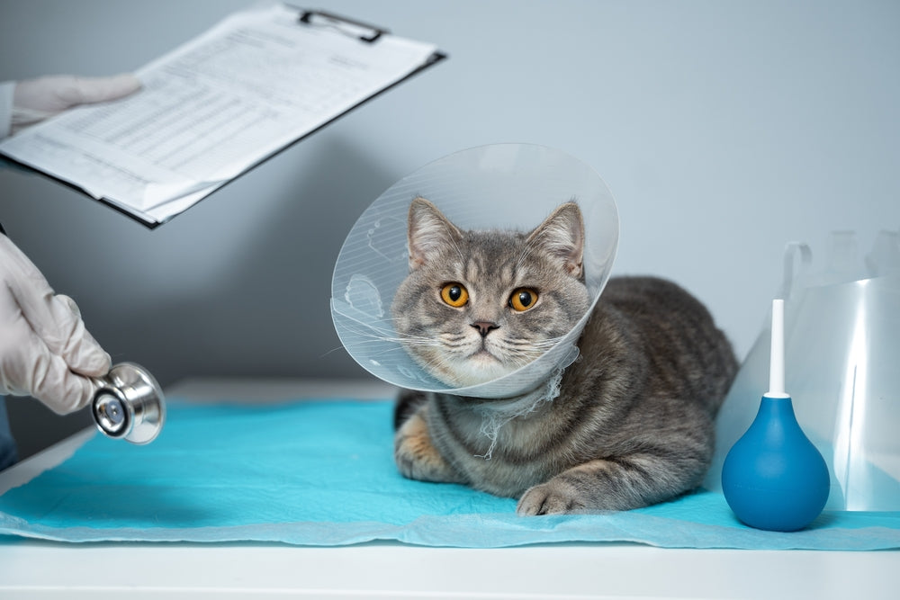 Cat Spaying