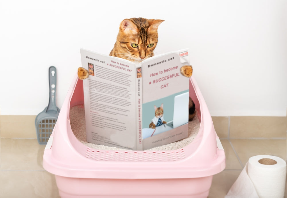 cat coming out of hidden litter box