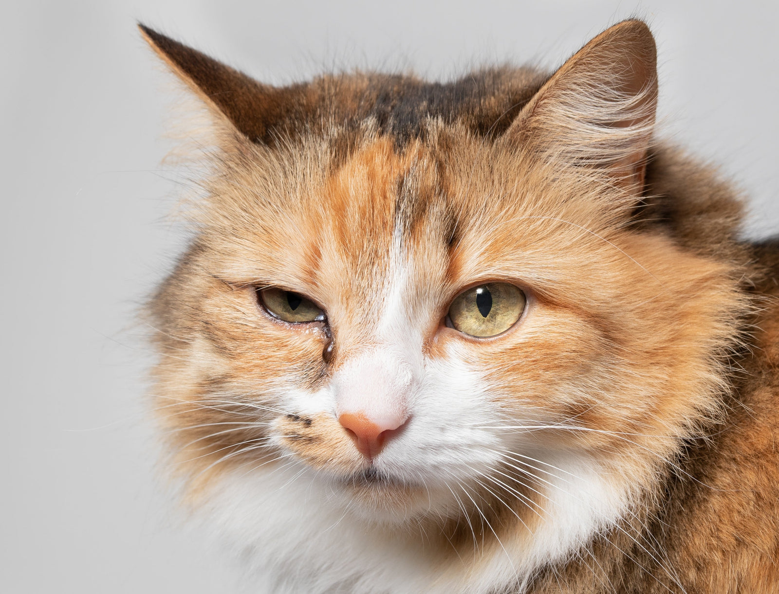 How To Care For Cat Eye Inflammation | PrettyLitter