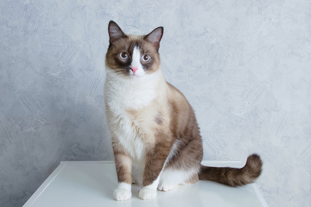dust free cat litter