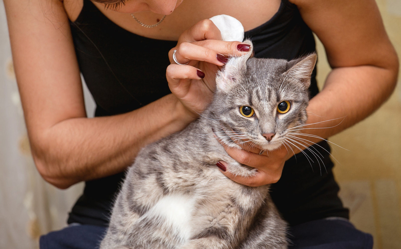woman cleaning cat's ear