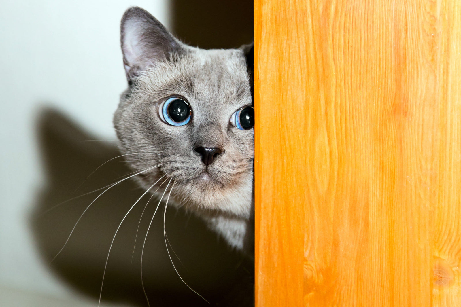 cat behind door