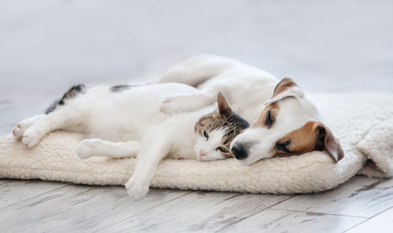 4 Awesome Cat Perch Ideas for Your Spoiled Fur-Baby
