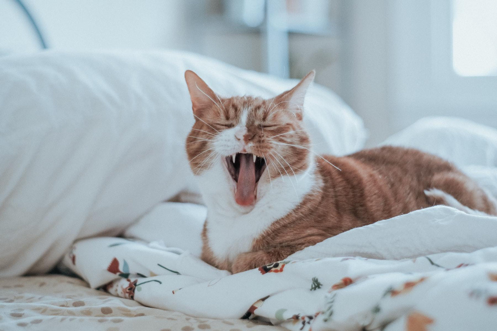 cat yawning