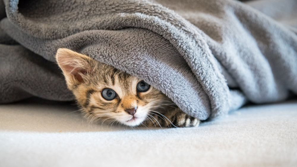What Is the 3-3-3 Rule for Cats?